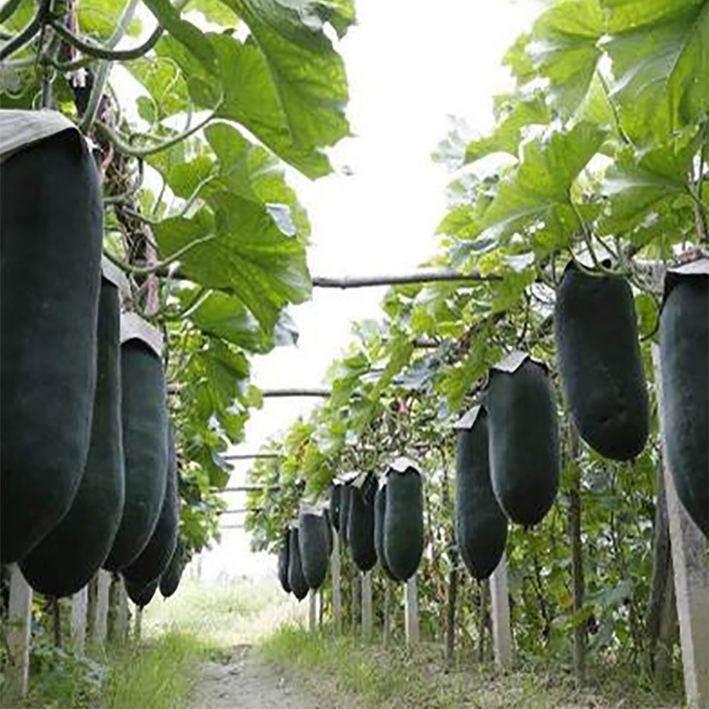 Extra-Large Giant Black-Skinned Winter Melon Seeds That Crawl All over the Ground, Large-Yielding Large Winter Melon Seeds, Four-Season Spring Potted Vegetable Seeds