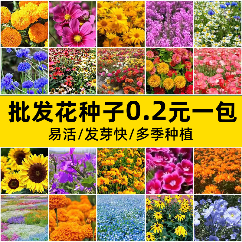 Маленькие горшечные семена цветов, карликовые подсолнухи, вьюнки, бальзамин, производители подсолнухов, маленькие упаковки, готовые упаковки