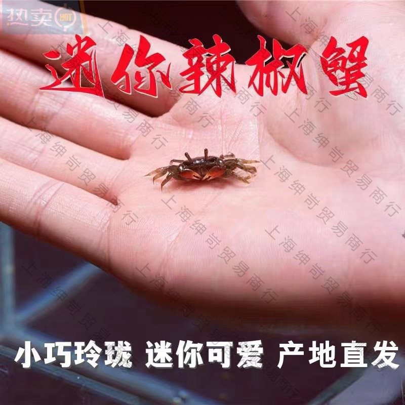 Мелкий краб, декоративный краб, оптовая продажа, живой краб