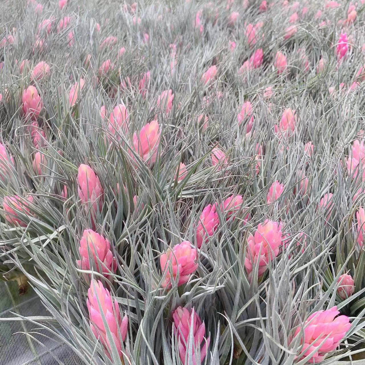 Marshmallows, Beautiful Flower Varieties, Easy to Grow in Groups, Direct Supply from the Manufacturer, Shipped from the Base, Air Pineapple Soilless Plant, Tillandsia Batch