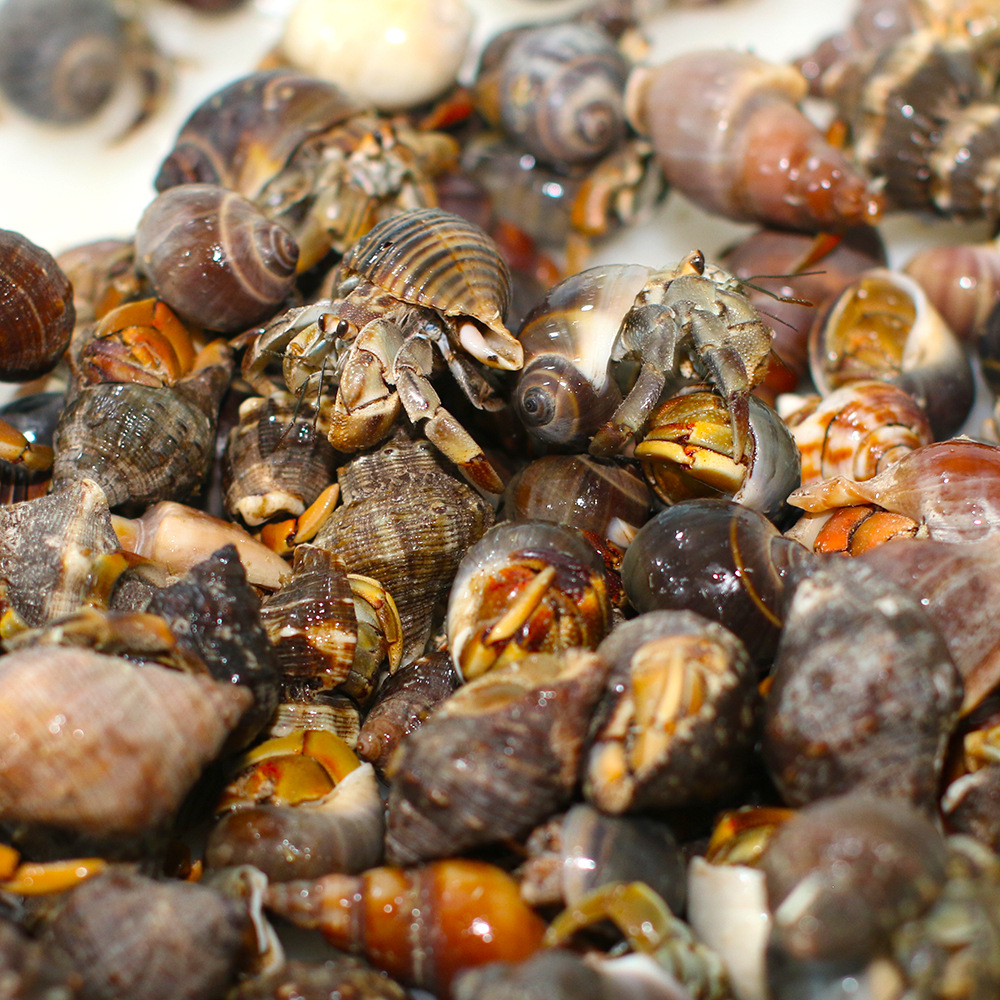 Hermit crab live wholesale primary source strawberry BlackBerry gray short wrist