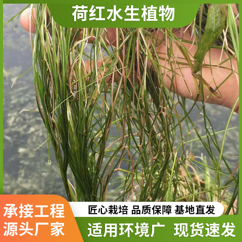 Понимание саженцев карликовой горькой травы, очистка рек, подводные растения, очистка воды, микрозубчатые блюда, проект Yilegae