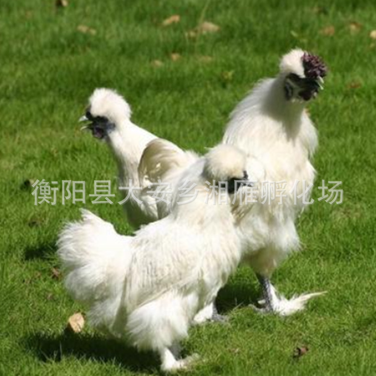 Wholesale One-Day-Old Taihe Black-Bone Chicken Seedlings Mixed Seedlings Mother Seedlings White Black-Bone Chicken Seedlings Silk Feathers Feather Bamboo Silk Black-Bone Chicken Seedlings