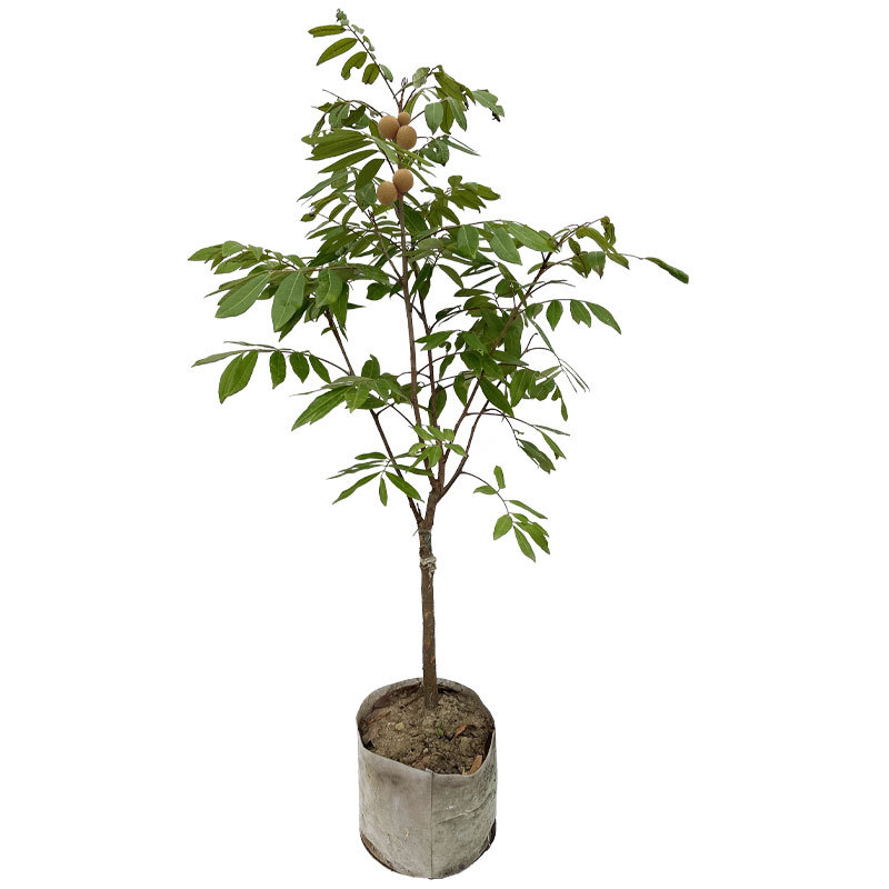 Longan Saplings Grafted Longan Seedlings Early Maturing Stone Centipede Four-Season Longan with Fruits and Soil Southern Fruit Saplings Courtyard