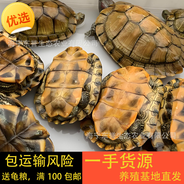 Colorful Little Turtles, Colorful Golden Brazilian Turtles, Grass Turtles, Street Stalls, Live Animals, Wholesale Small Turtles, Pet Turtles, Ornamental Turtles