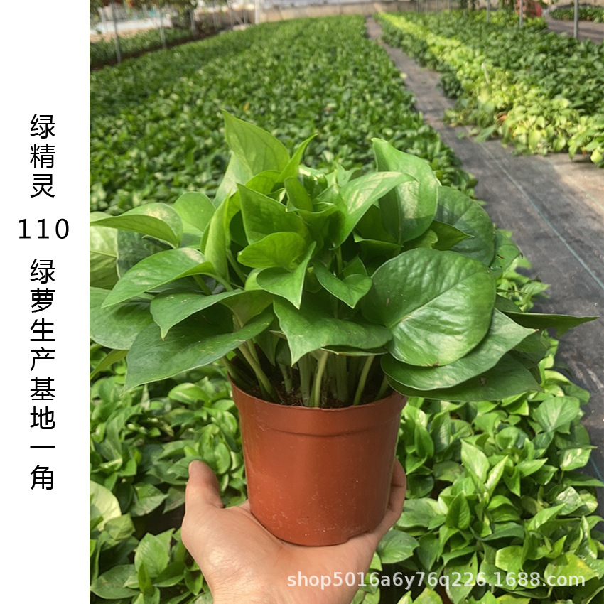 Green Radish Potted Indoor Office Hydroponic Green Plants Purify Air Florals Green Basket Spider Orchid Bonsai Base Wholesale