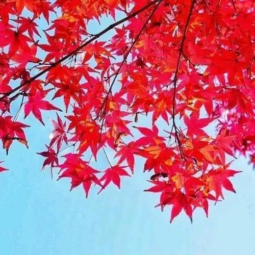 Buy 1 Get 2 Free Red Maple Saplings Red Maple Saplings All Year Round Red Japanese Red Maple American Red Maple Chinese Red Leaf Maple Saplings
