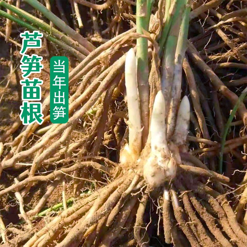 Саженцы корней спаржи, зеленые саженцы спаржи, овощные саженцы на все сезоны, посадка на балконе, многолетние корни бамбуковых побегов, корни спаржи
