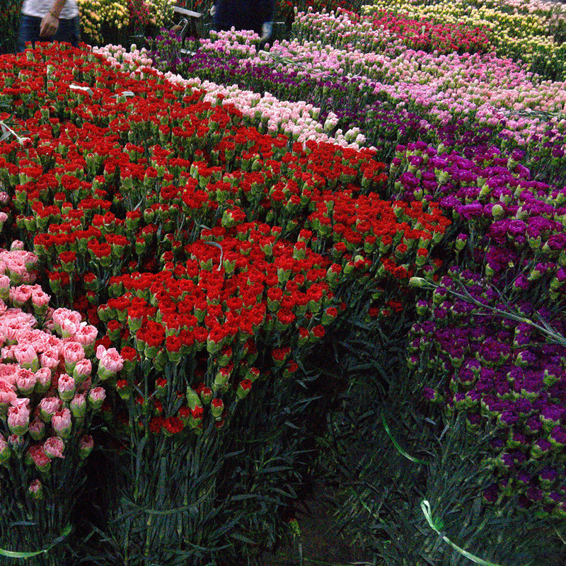 Carnation Flower Wholesale Yunnan Flower Base Direct Batch Mother's Day Flower Stall Flower Stall Community Group Purchase