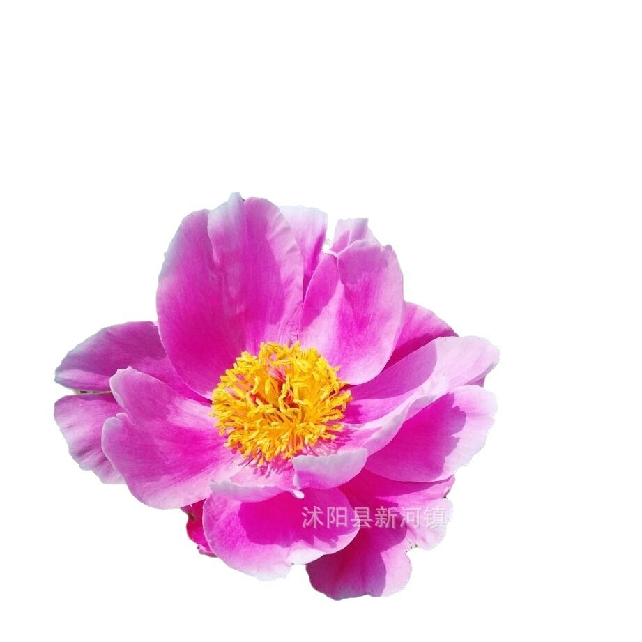 Peony Flower Seedlings with Buds, Cold-Resistant Roots, Easy to Survive in All Seasons, Indoor and Outdoor Flowering, Fragrant Peony Root Seedlings