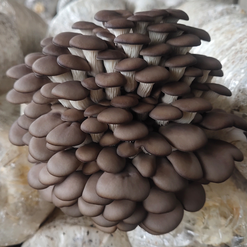 Oyster Mushroom Large Bag 2.5kg Large Bag High Output Mushroom Edible Mushroom Planting Pot Balcony Mushroom Stick