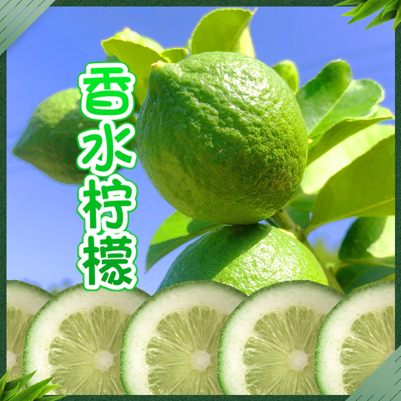 [Direct Shipment from Origin] Guangdong Perfume Lemon Milk Tea Shop Hand-Made Seedless Green First-Grade Fruit, Direct Shipment from Guangxi Lemon