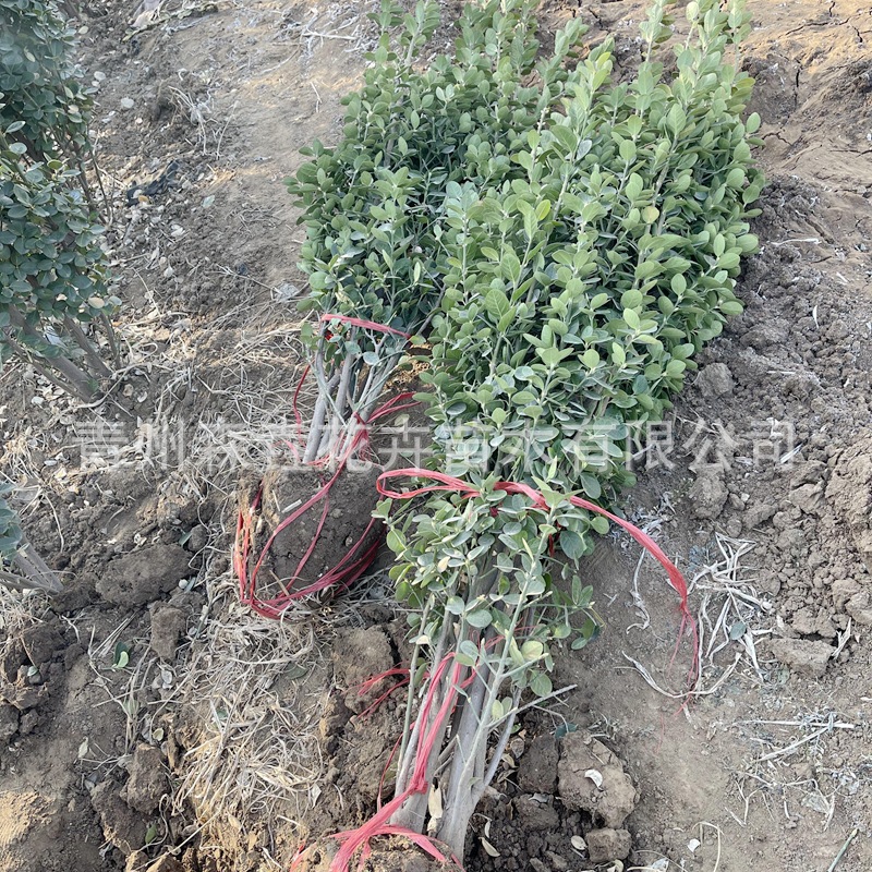 Holly Saplings, Hokkaido Boxwood, Cold-Resistant Evergreen Hokkaido Holly, Courtyard Fence, Hokkaido Boxwood