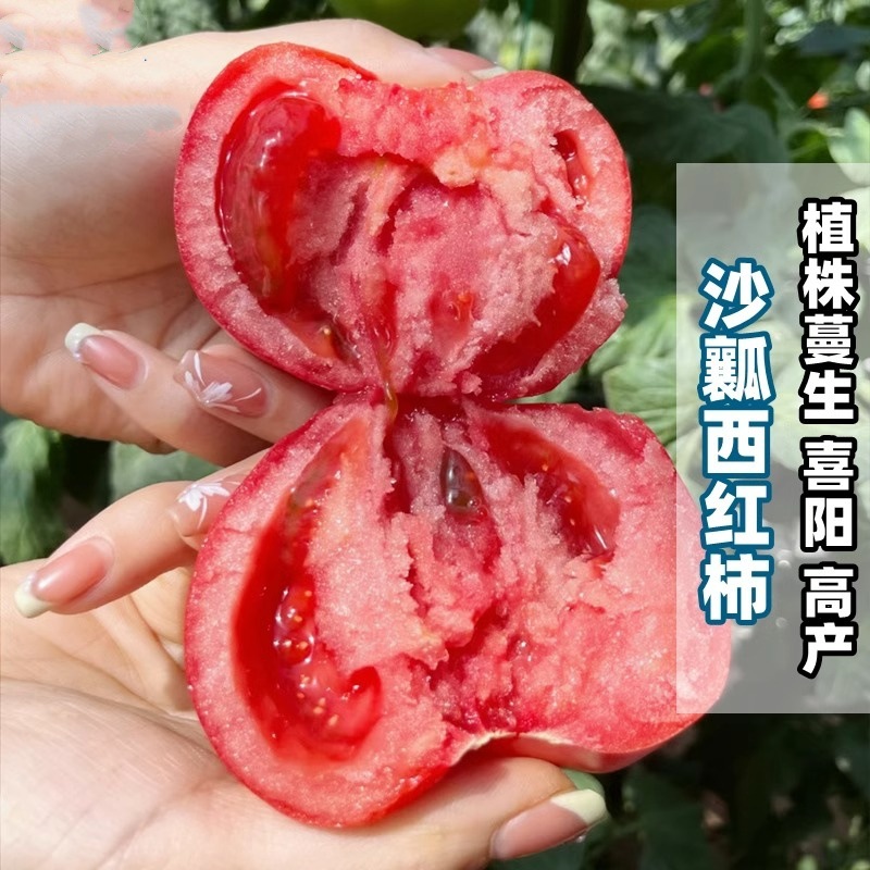 Vegetable Seedlings and Seedlings, Balcony Potted Plants, High-Yielding Cherry Tomatoes, Tomatoes, Peppers, Eggplants, Cucumber Seedlings with Soil