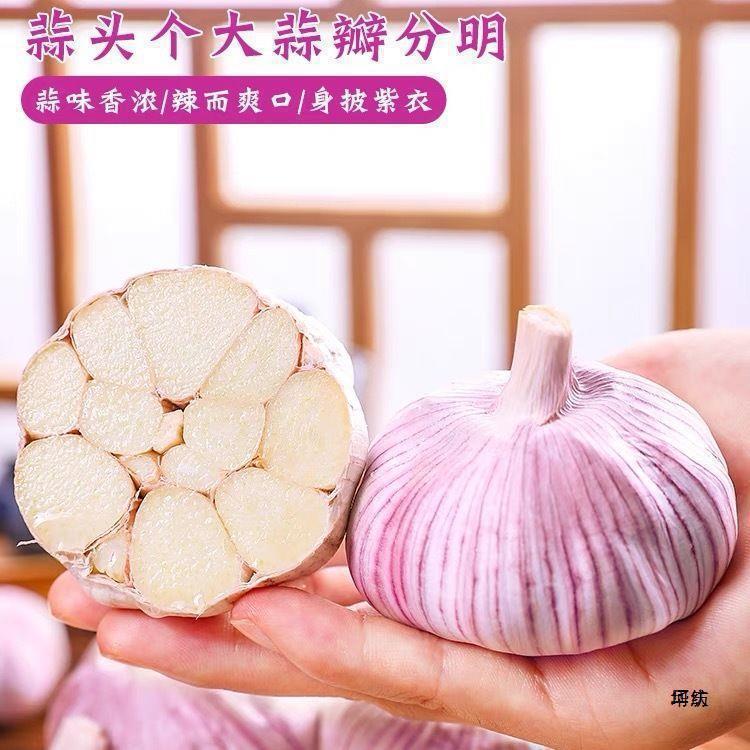 Shandong Jinxuang Purple-Skinned Garlic Dried Garlic 2.5kg Wholesale 2025 Fresh Garlic Bulbs 5kg Farm Garlic Seeds 1.5kg