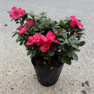 Four-Season Azalea Seedlings Potted Flower Plants Azalea Saplings Blooming in All Seasons Courtyard Balcony Greening Seedlings