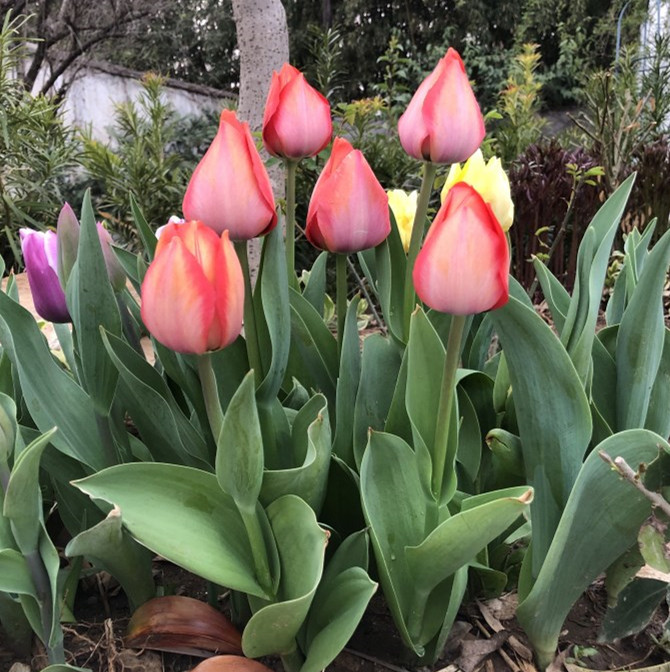 Tulip Bulbs Hydroponic Flower Plants Indoor Flower Seeds Potted Flower Seedlings Soil Culture Water Cultivation with Buds Blooming in Multiple Seasons