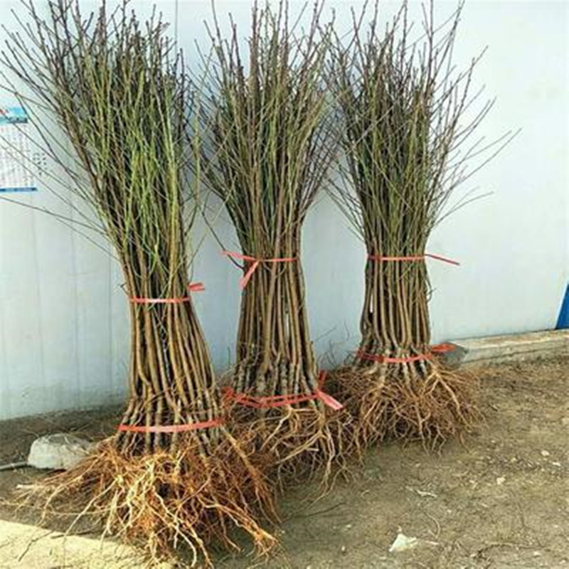 New Variety of Peach Tree Seedlings, Golden Honey Sweet Yellow Peach Tree Seedlings, Grafted Peach Tree Seedlings, Ground Planting, Potted Plants, Planting in the North and South