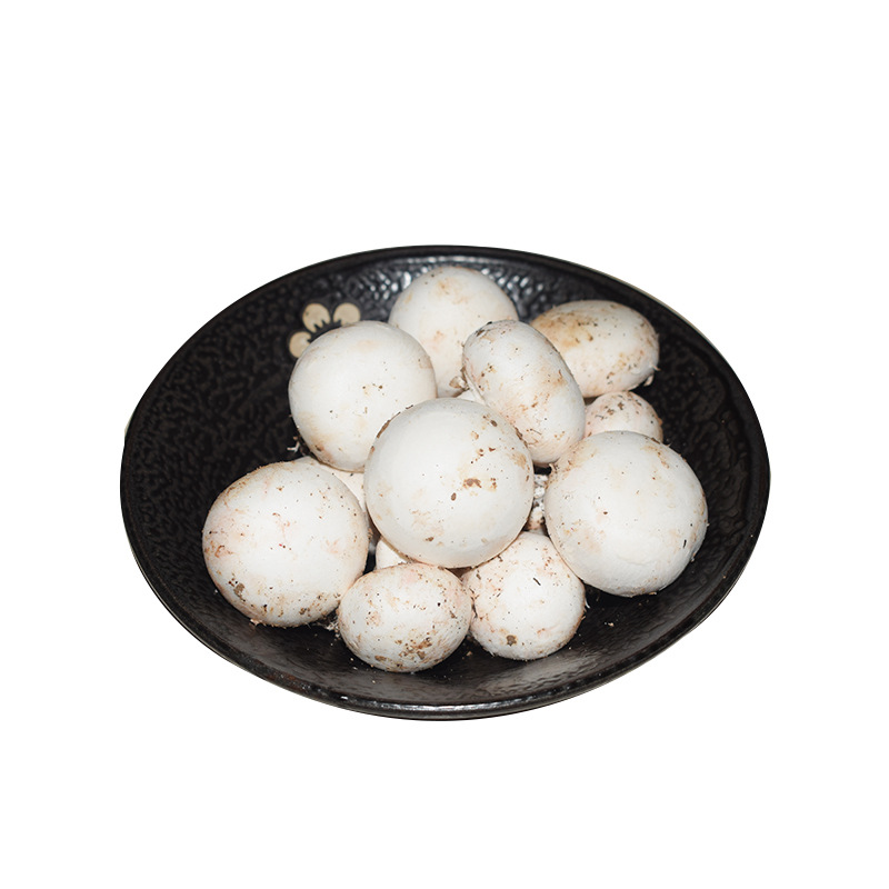The Own Base of the Double-Spored Mushroom Planting Strains Is Also Using High-Quality Edible Mushroom Strains