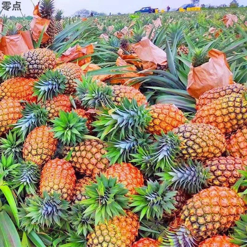 With Box 2.5kg Hainan Golden Diamond Pineapple, Sweet and Juicy, Fresh 10 Seasonal Fruits for Pregnant Women, Hand-Shredded Eyeless Pineapple