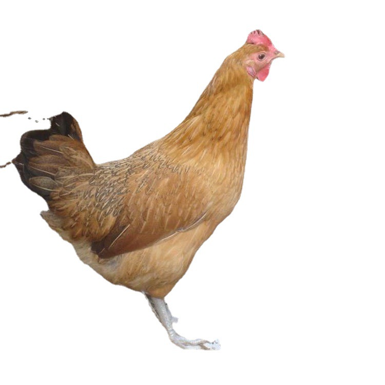 Mayu High-Yielding Green-Shell Laying Hen Seedlings Mixed Seedlings Male and Female Wholesale Green-Shell Laying Hen Female Seedlings Multi-Yielding Laying Hen Seedlings Live