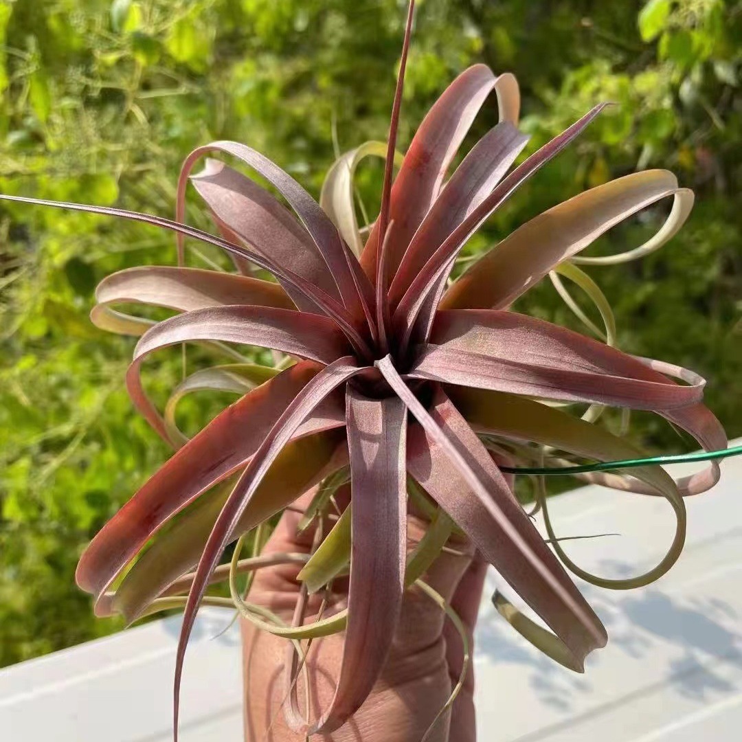 Air Pineapple Soilless Plant Mid-To-Classy Variety of Links Love Knot Card Orange Roll Puffer Fish Wanhuan Green Plant Wholesale