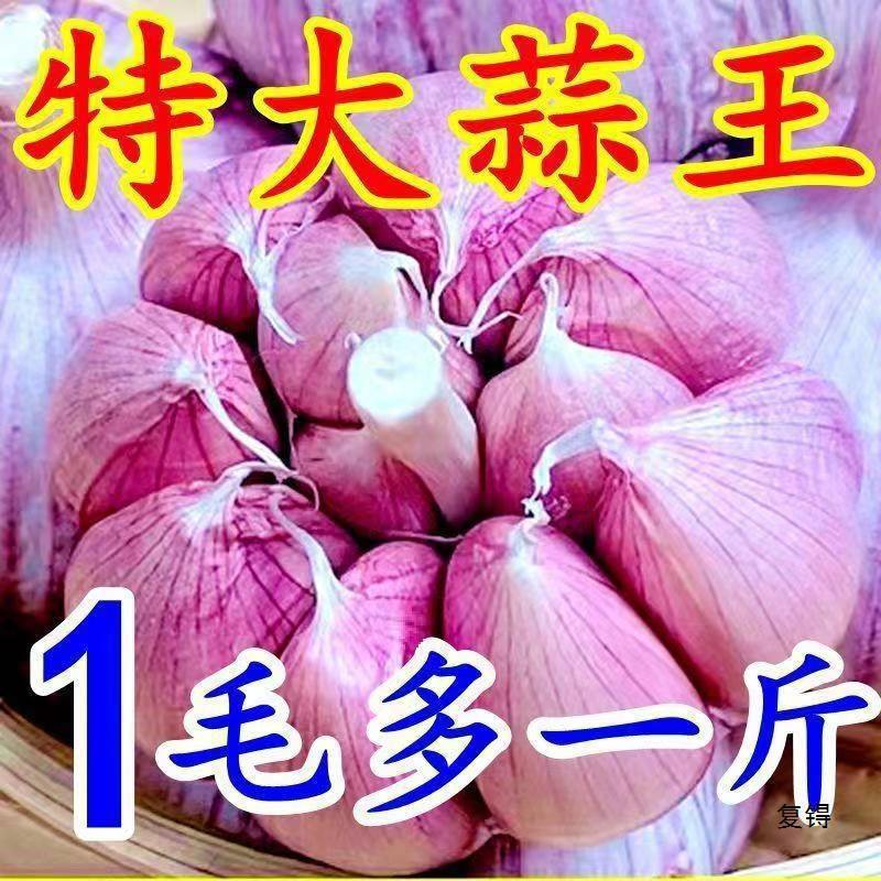 [Low Price] Jinxiang Purple Skin Garlic New Dried Garlic Garlic Head Dried Garlic Large Fresh Garlic Whole Box