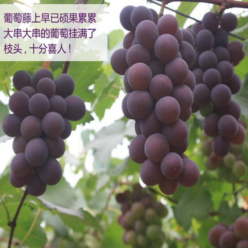 Pujiang Giant Peak Grapes Fresh Seasonal Fruit for Pregnant Women Whole Bunch Sweet Farm Authentic 2.5kg Per Box Homegrown