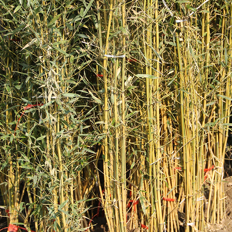 Bamboo Seedlings, Garden Plants, Purple Bamboo, Gold Inlaid Jade, Luohan Bamboo, Northern Cold-Resistant, Evergreen, Large-Scale Ground-Planted Green Bamboo Seedlings