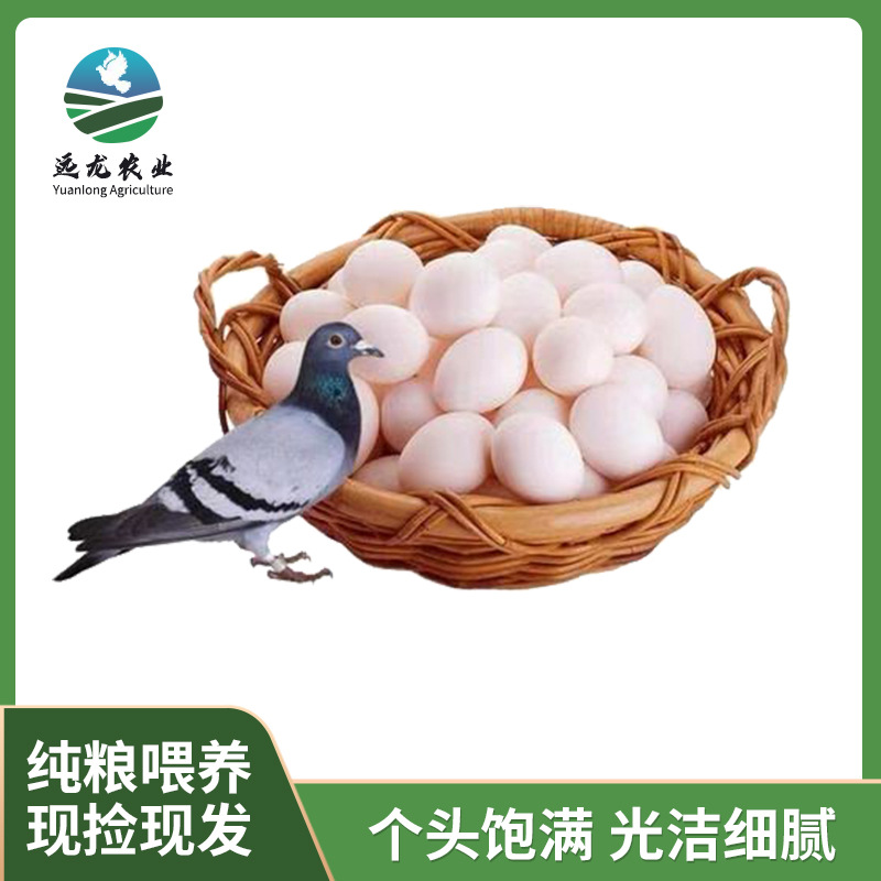 Прямые продажи с фермы, яйца голубей, питательные и вкусные, подходят для детей, беременных и пожилых людей, богаты органическим свежим белком, свободный выпас и высокое качество