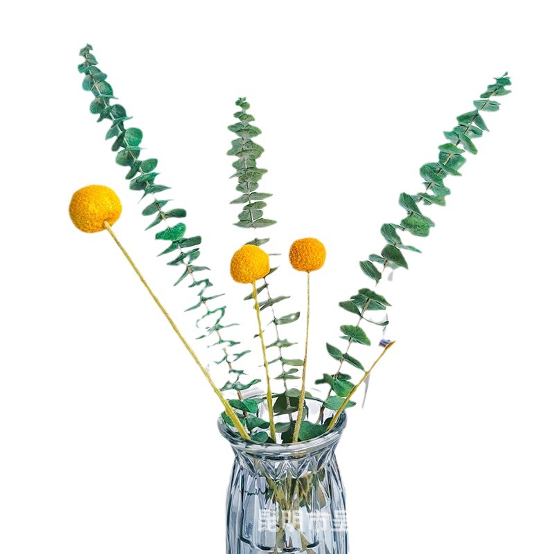 Immortalized eucalyptus leaves copper money eucalyptus immortalized eucalyptus leaves wholesale leaves green leaves small leaves eucalyptus 10/Bunch