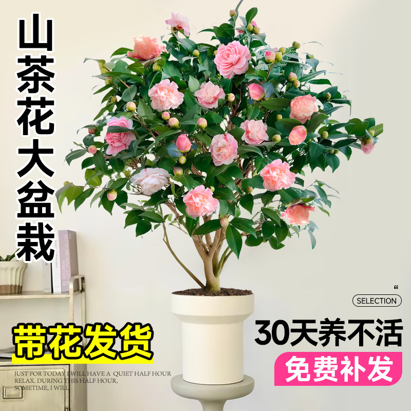 Саженцы камелии в горшках с бутонами, легкие в уходе для балкона