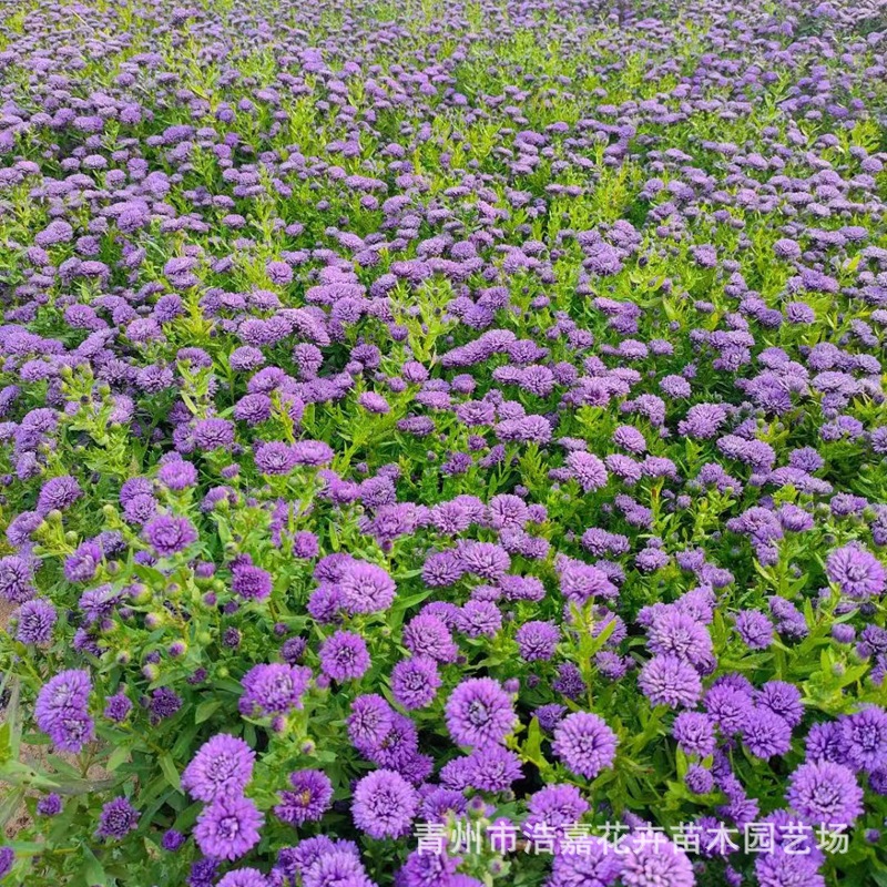 Purple Danish Aster Red Flower Potted Garden Square Park Greening Flower Dutch Chrysanthemum Various Chrysanthemum Seedlings