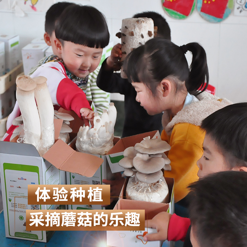 Mushroom planting bag strain bag domestic mushroom mushroom mushroom edible black mushroom bag family mushroom stick potted Ganoderma lucidum