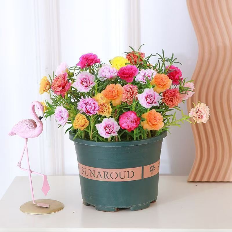 Double-Petaled Sunflower Seedlings with Roots, Potted Seedlings, Mixed-Color Four-Season Flowering Plants with Buds, Mosquito Repellent Green Plants, Easy to Grow Florals