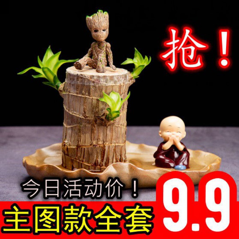 Бразильское дерево удачи, водяное растение, цветущее с бутонами, ленивое зеленое растение, маленькое горшечное растение для рабочего стола