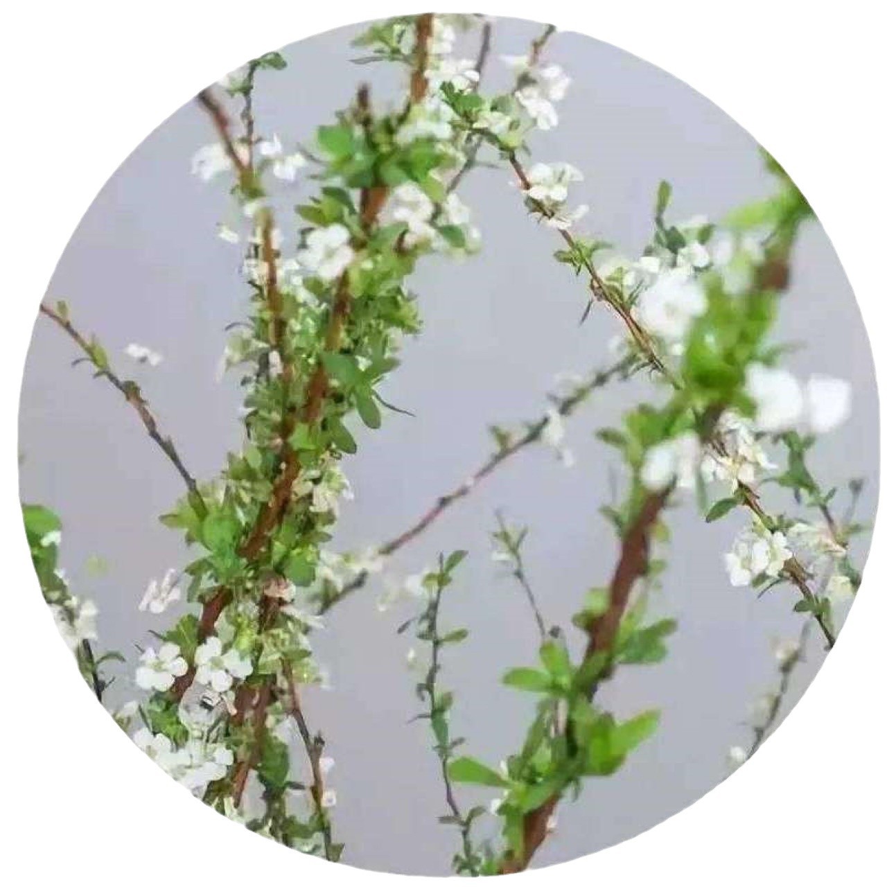 Snow Willow Dead Branches Bloom in Spring, Dry Branches Bloom When Exposed to Water, Hydroponic Flowers Are Easy for Lazy People to Grow, Florals Are Cold-Resistant Green Plant Potted Plants