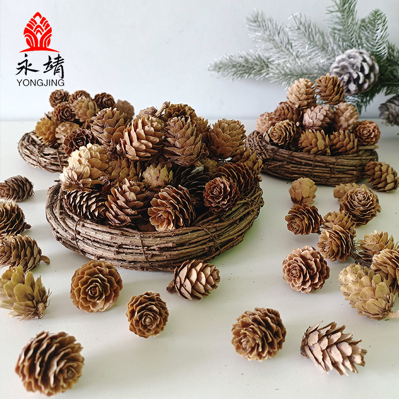 Pine nut larch single large pine Flower Crafts material Christmas decoration shooting props