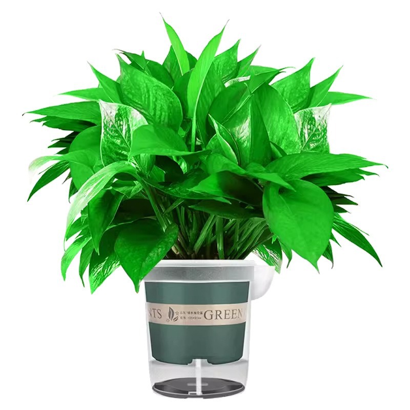 180-Color Gallon Water Storage Green Radish Potted Indoor Green Basket Long Vine Large Leaf New House Household Formaldehyde Removal Green Plant