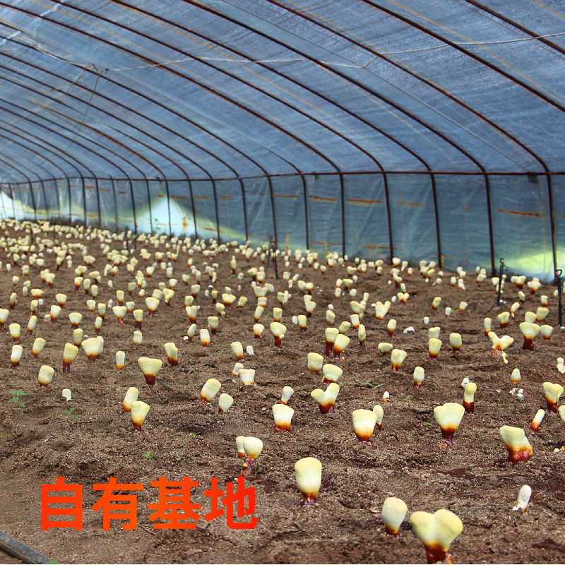 High-Content Broken Ganoderma Spore Powder Capsules 0.25G/Capsule Polysaccharide 3.5g Triterpenes 12g Basswood Ganoderma Sample