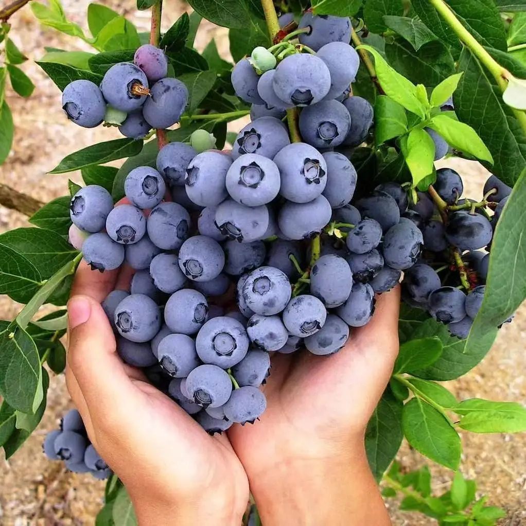Shandong Blueberry Fresh Fruit Fresh Seasonal Fruit 125g Sf Free Shipping Seasonal Blue Plum Drop Shipping