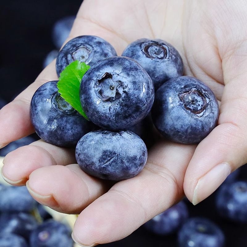 Yunnan Blueberry Fresh Seasonal Fruit Blue Plum Fresh Fruit Alpine Sweet Blueberry 8 Large Fruit Wholesale One Piece Dropshipping
