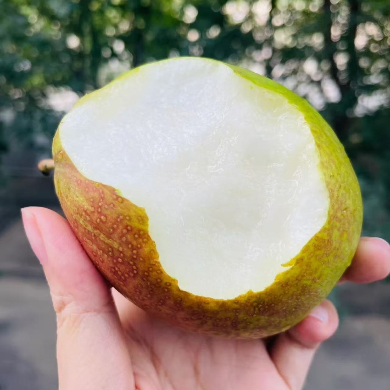 Authentic Xinli No. 7 Fragrant Pears 4.5kg Whole Box of Mother Pears Seasonal Fresh Fruits 10 Wholesale Free Shipping 5 Red Crispy Pears