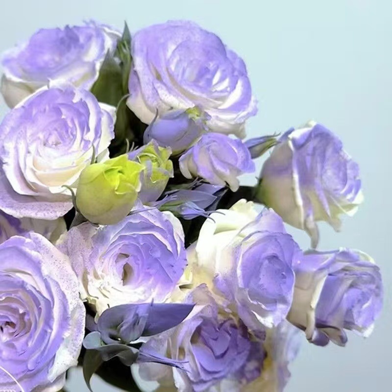 Rare Color Rose Seeds Romantic Rose Cold-Resistant Four-Season Strong-Scented Rose Seeds Potted Outdoor Balcony