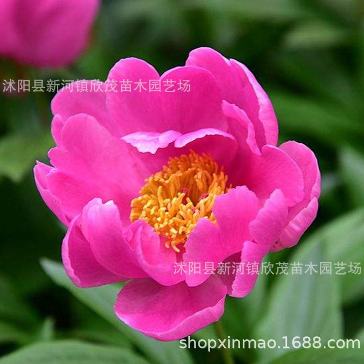 Peony Flower Seedlings with Buds, Cold-Resistant Roots, Easy to Survive in All Seasons, Indoor and Outdoor Flowering, Fragrant Peony Root Seedlings