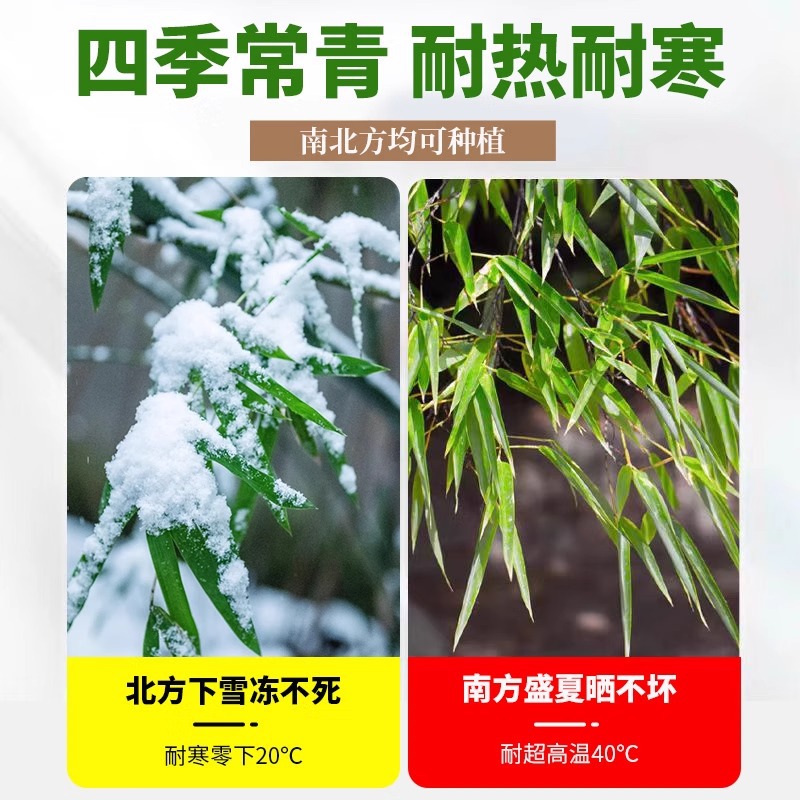 Bamboo Seedlings Planted in the North Cold-Resistant Courtyard Ornamental Early Garden Bamboo Large Moso Bamboo Gold Inlaid Jade Bamboo Luohan Bamboo Purple Bamboo Seedlings