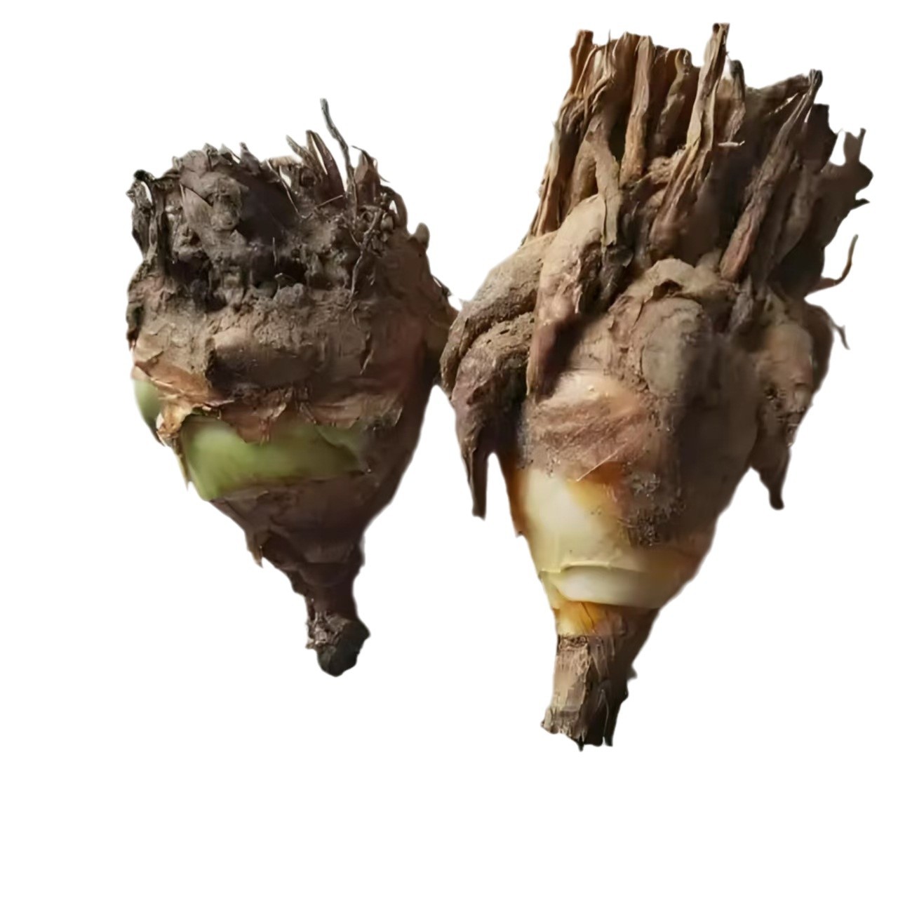 Tuberose Bulbs, Night-Time Flower Seedlings, Strong-Scented Perennial Plants, Indoor and Outdoor Courtyards, Easy to Grow Tuberose in All Seasons