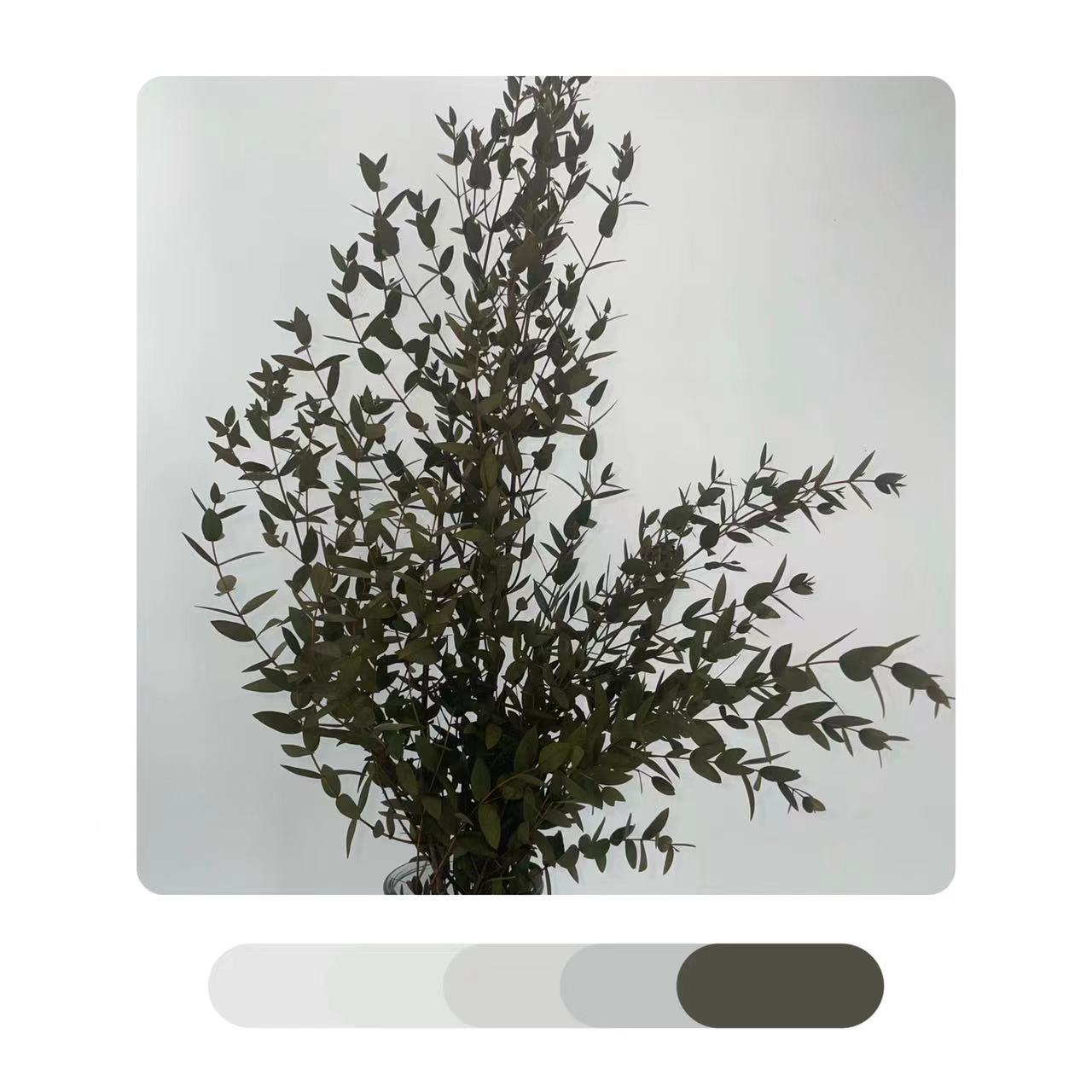 Yongsheng Fine-Leafed Eucalyptus Yunnan Yongsheng Flower Dried Flower Manufacturer Directly Supplies Small-Leafed Eucalyptus and Beautiful-Leafed Eucalyptus