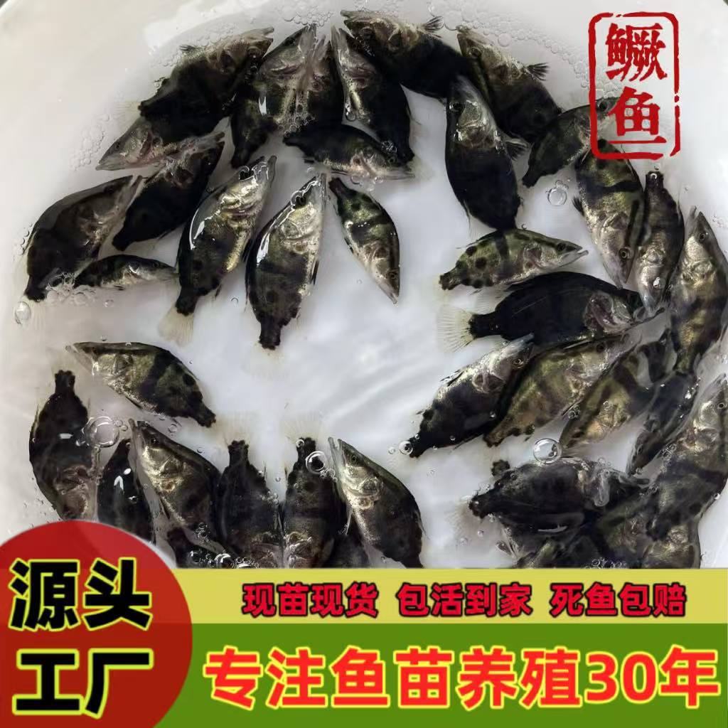 Directly from the Source Factory, Mandarin Fish Fry, Flowerfish, Carnivorous Fish Fry, Various Types of Fish Fry, One-Stop Wholesale, Live Stock Available