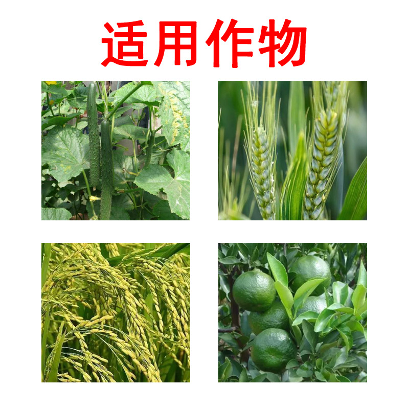 Wheat, Rice, Citrus Tree 24-Table Brassinolide, Baonongstar Promotes Growth, Cucumber Brassinolide Regulator